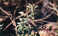 Wild white sweet clover (Melilotus alva).